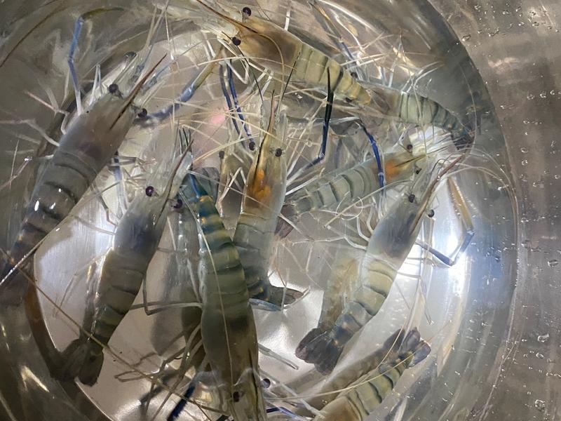 马铃薯家常做法:创意与传统的完美融合